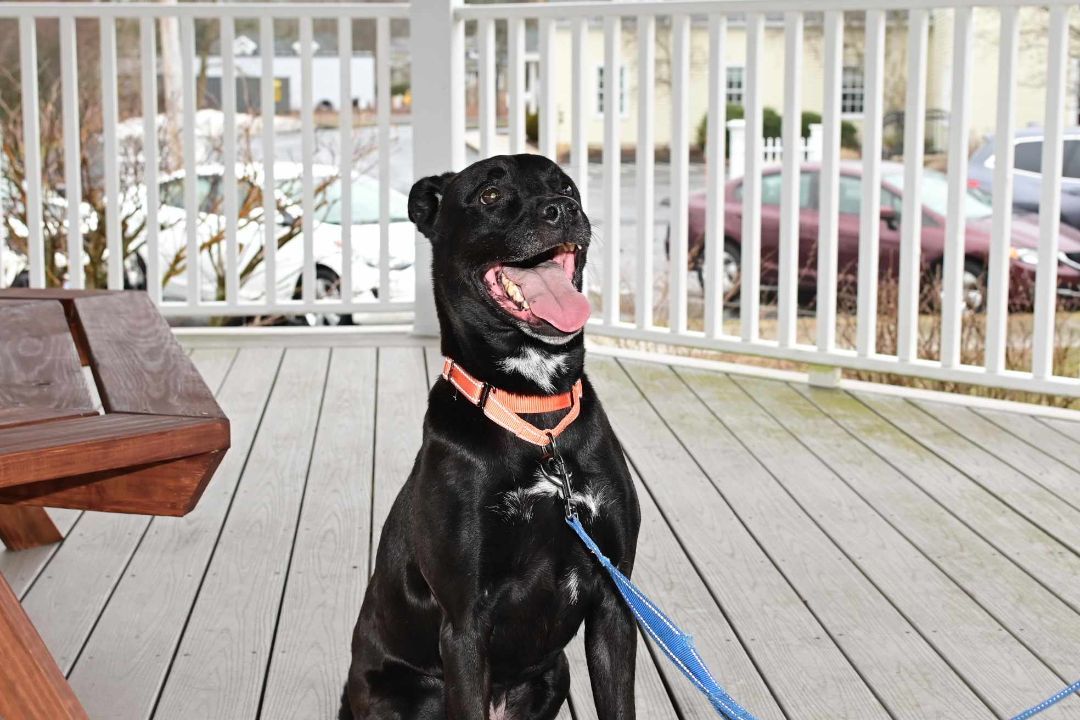 Enlarge Dex, a Adopted mixed breed in Milford, CT image 4/7