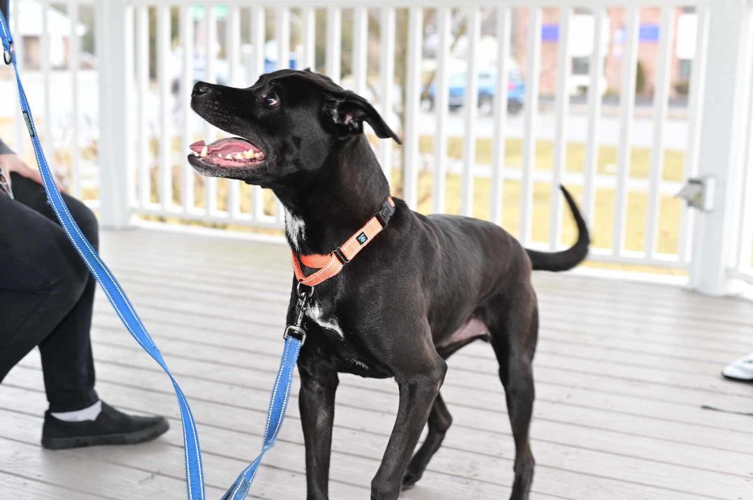 Enlarge Dex, a Adopted mixed breed in Milford, CT image 5/7