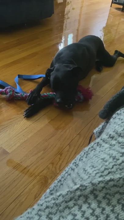 Enlarge Dex, a Adopted mixed breed in Milford, CT video 6/7