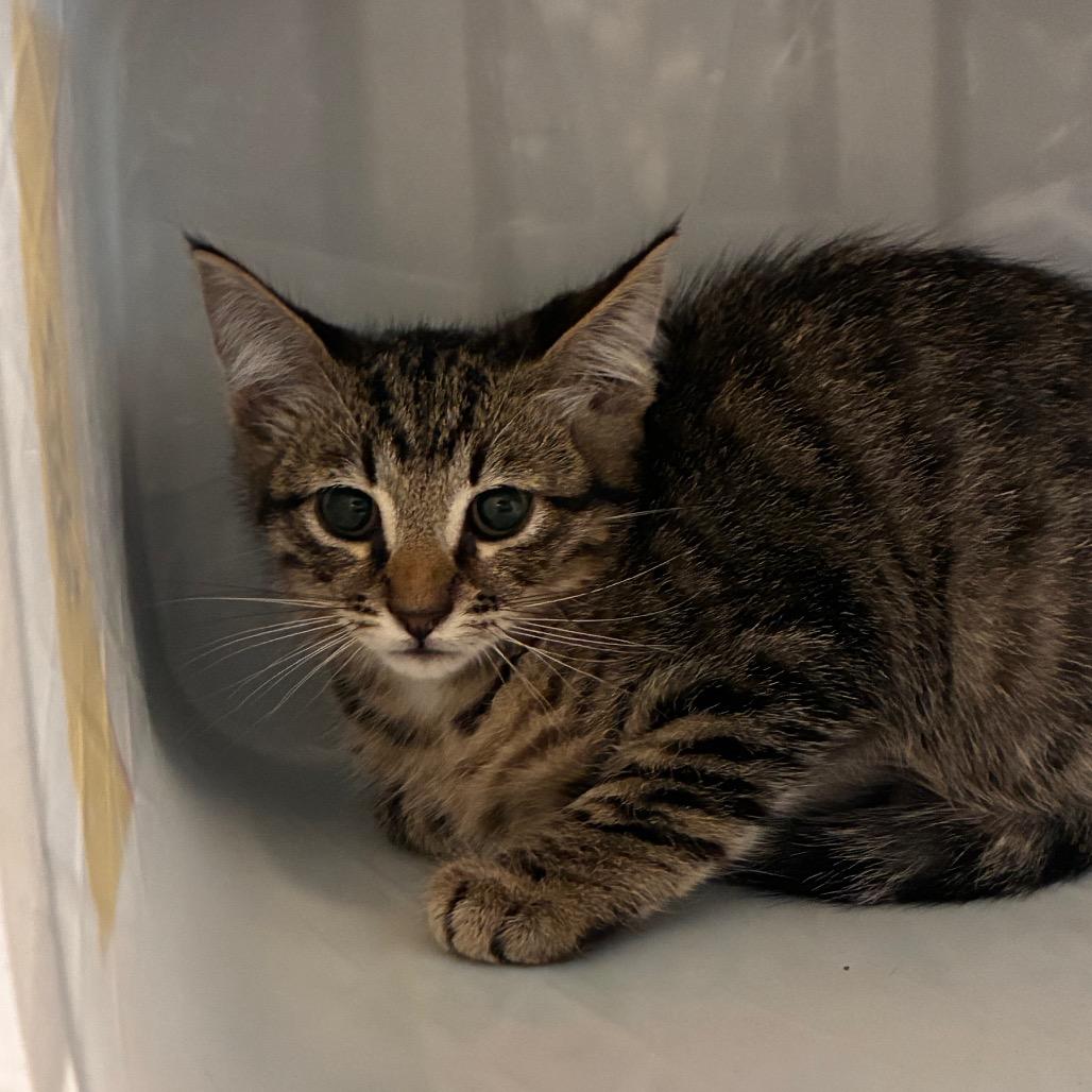 Frodo, Adoptable, Kitten Male Domestic Short Hair.