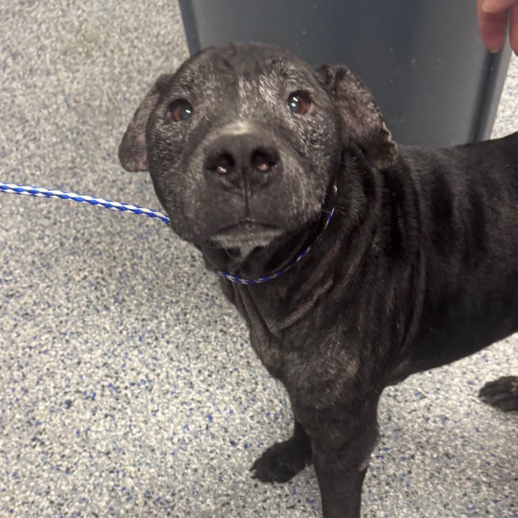 Enlarge Dakota, a Adoptable mixed breed in Greenville, SC image 1/6