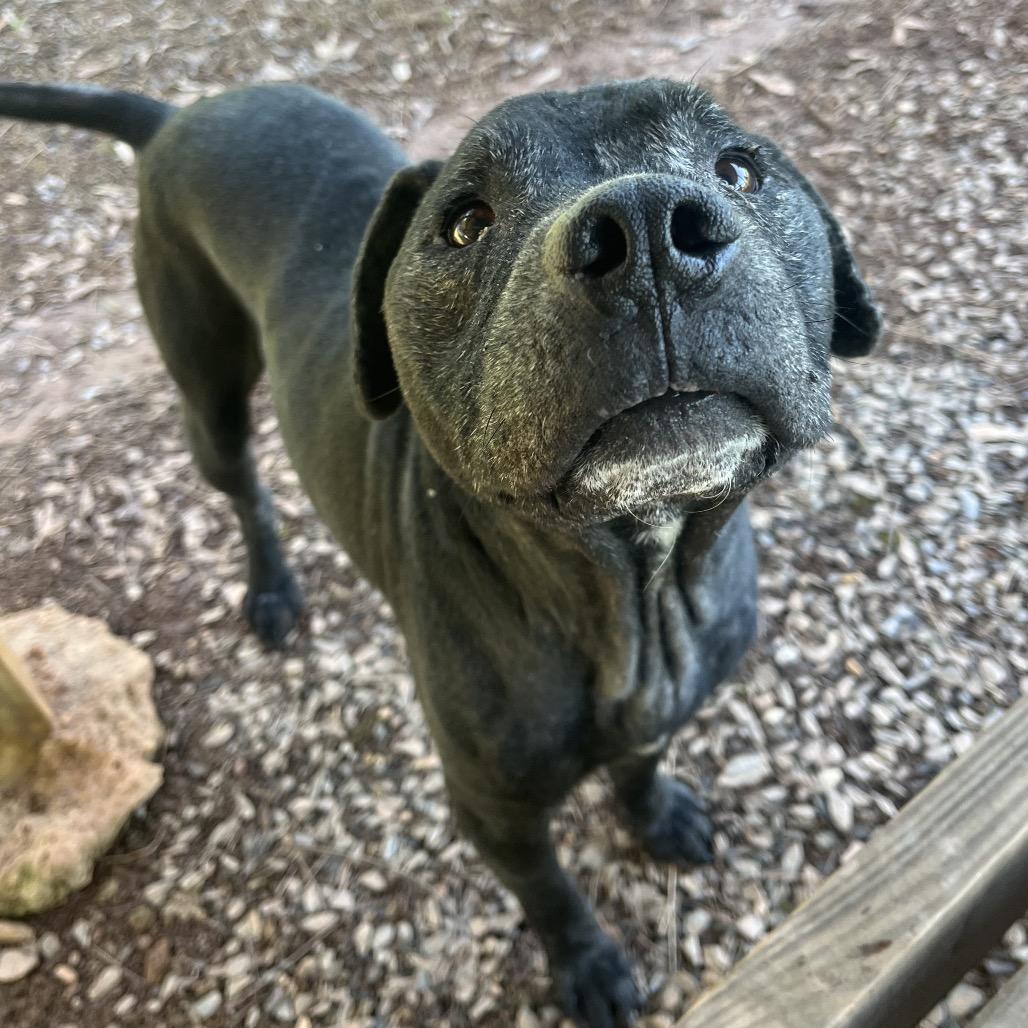 Enlarge Dakota, a Adoptable mixed breed in Greenville, SC image 2/6