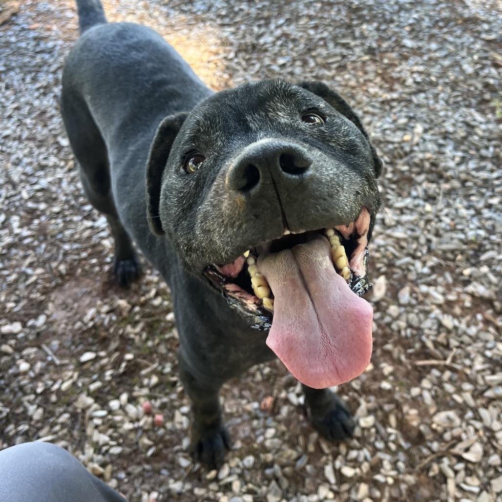 Enlarge Dakota, a Adoptable mixed breed in Greenville, SC image 3/6