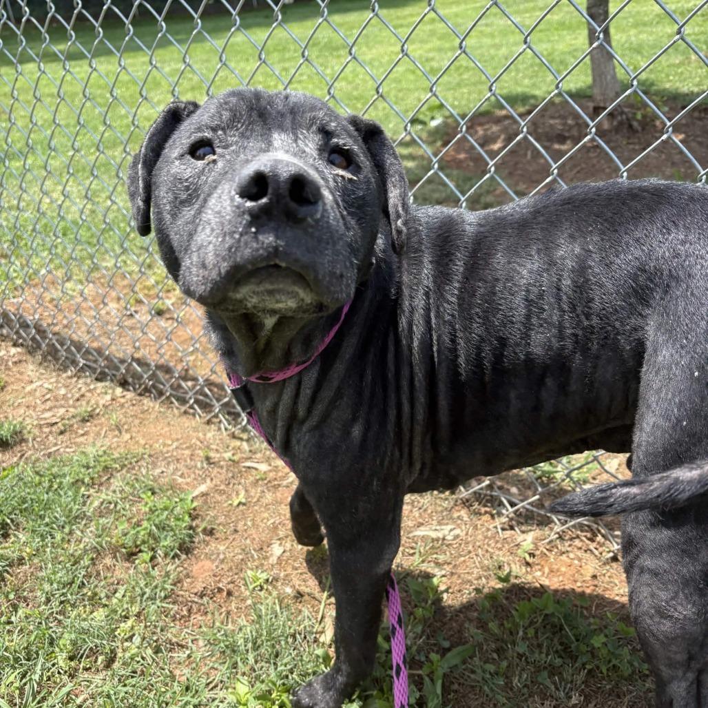Enlarge Dakota, a Adoptable mixed breed in Greenville, SC image 4/6