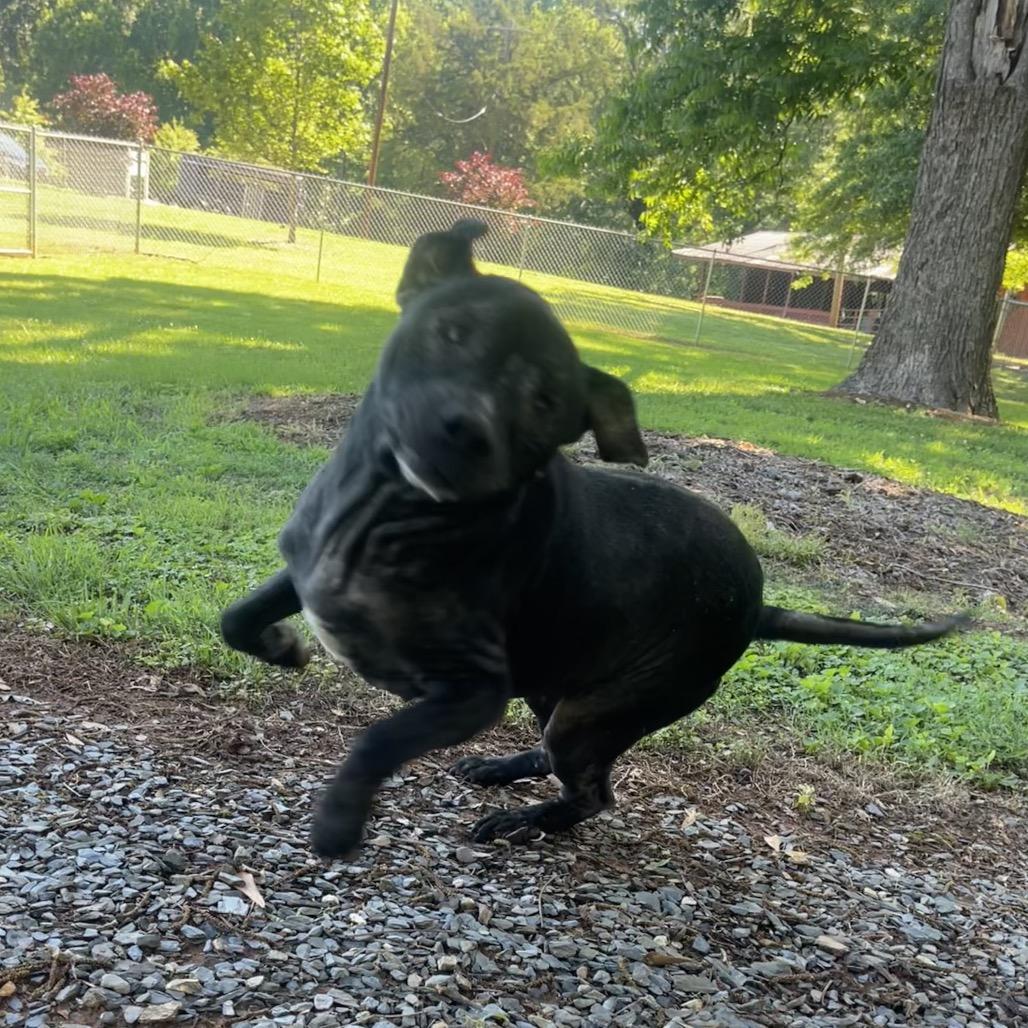 Enlarge Dakota, a Adoptable mixed breed in Greenville, SC image 5/6