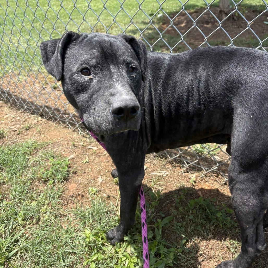 Enlarge Dakota, a Adoptable mixed breed in Greenville, SC image 6/6
