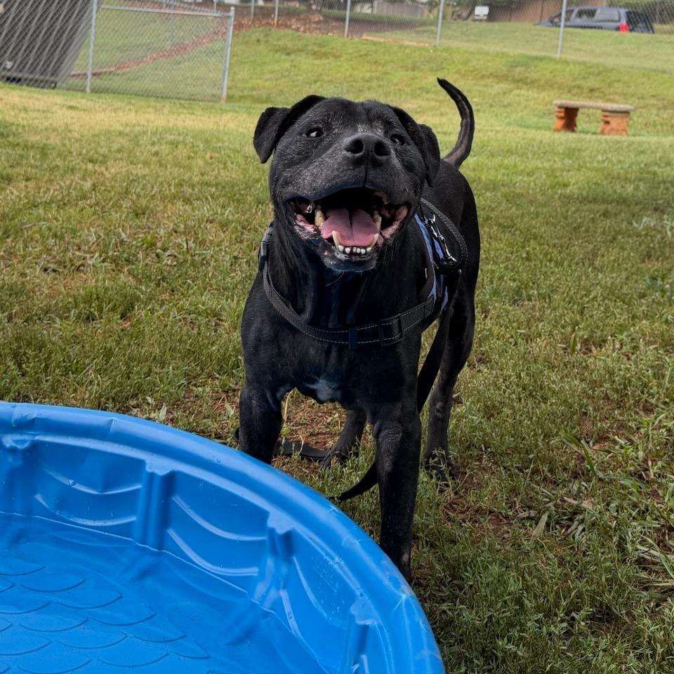 Dakota, a Adoptable mixed breed in Greenville, SC image 6/6
