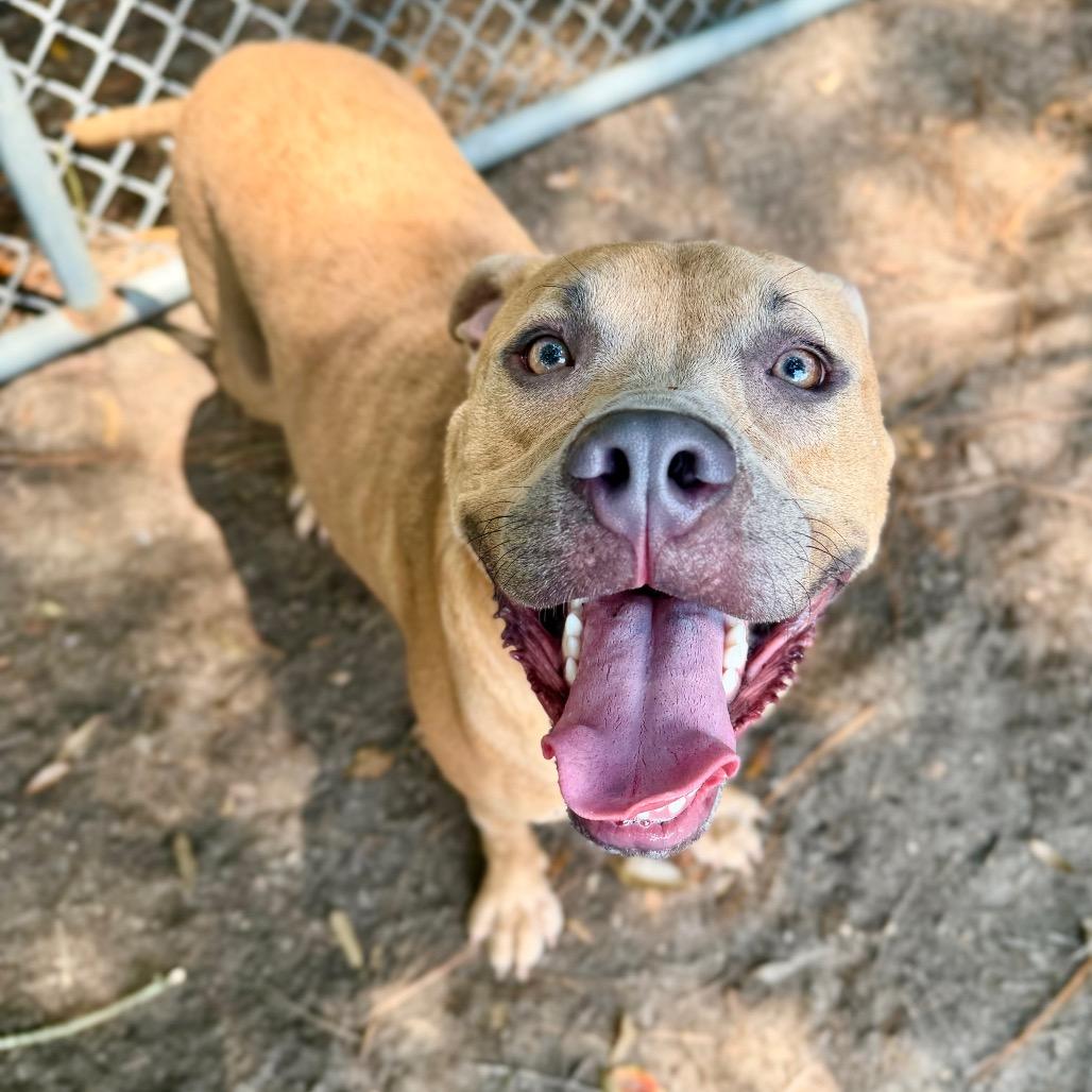 Chief, Adoptable, Adult Male Mixed Breed.