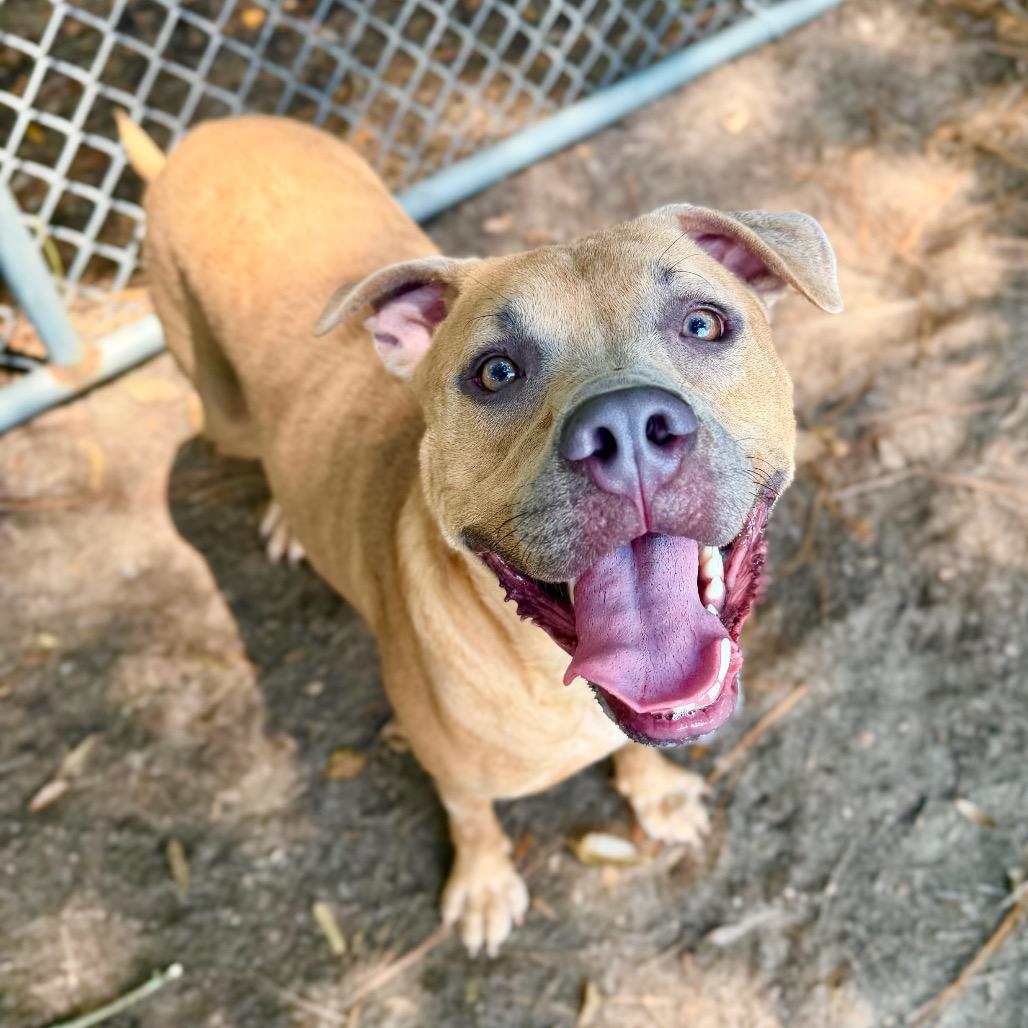 Enlarge Chief, a Adoptable Mixed Breed in Milton, FL image 2/2