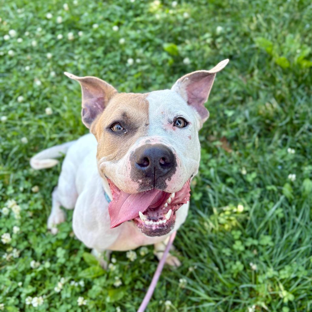 Shimmer, Adoptable, Adult Female Mixed Breed.