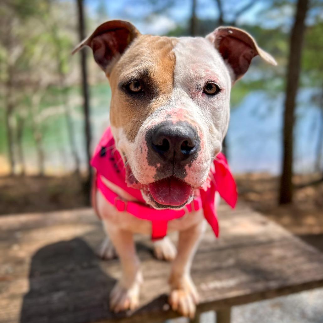 Shimmer, a Adoptable Mixed Breed in Rocky Mount, VA image 2/6