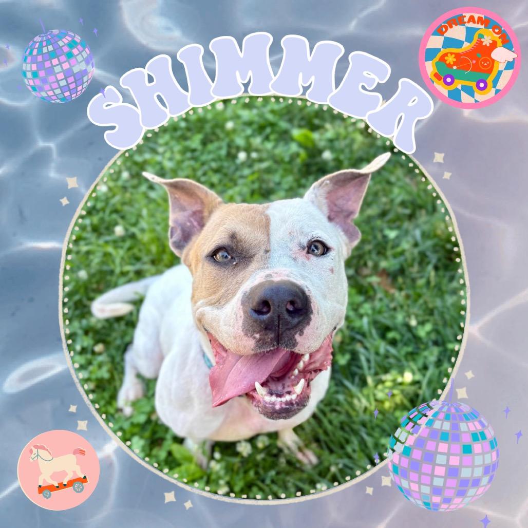 Enlarge Shimmer, a Adoptable Mixed Breed in Rocky Mount, VA image 2/6