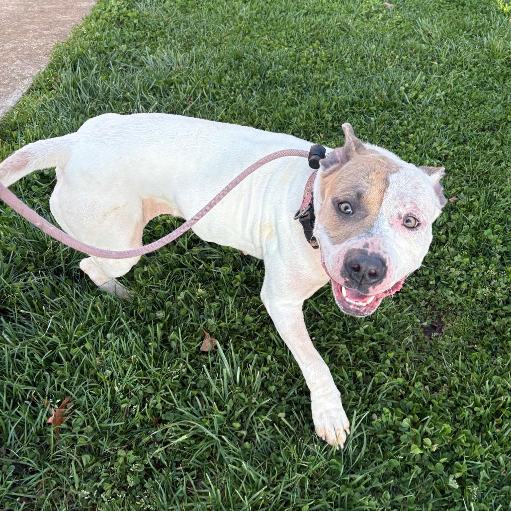 Shimmer, a Adoptable Mixed Breed in Rocky Mount, VA image 3/6