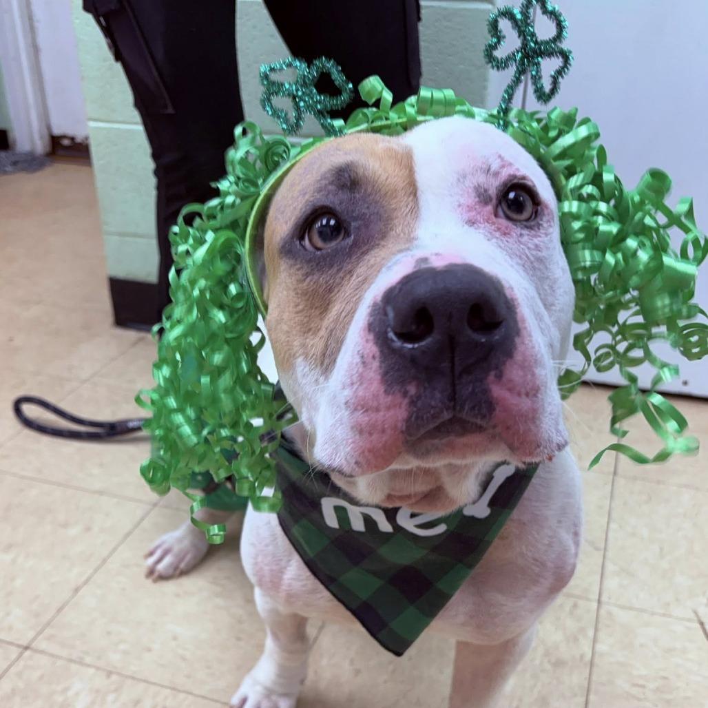 Shimmer, a Adoptable Mixed Breed in Rocky Mount, VA image 4/6