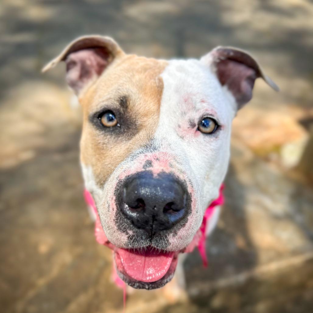 Shimmer, a Adoptable Mixed Breed in Rocky Mount, VA image 5/6