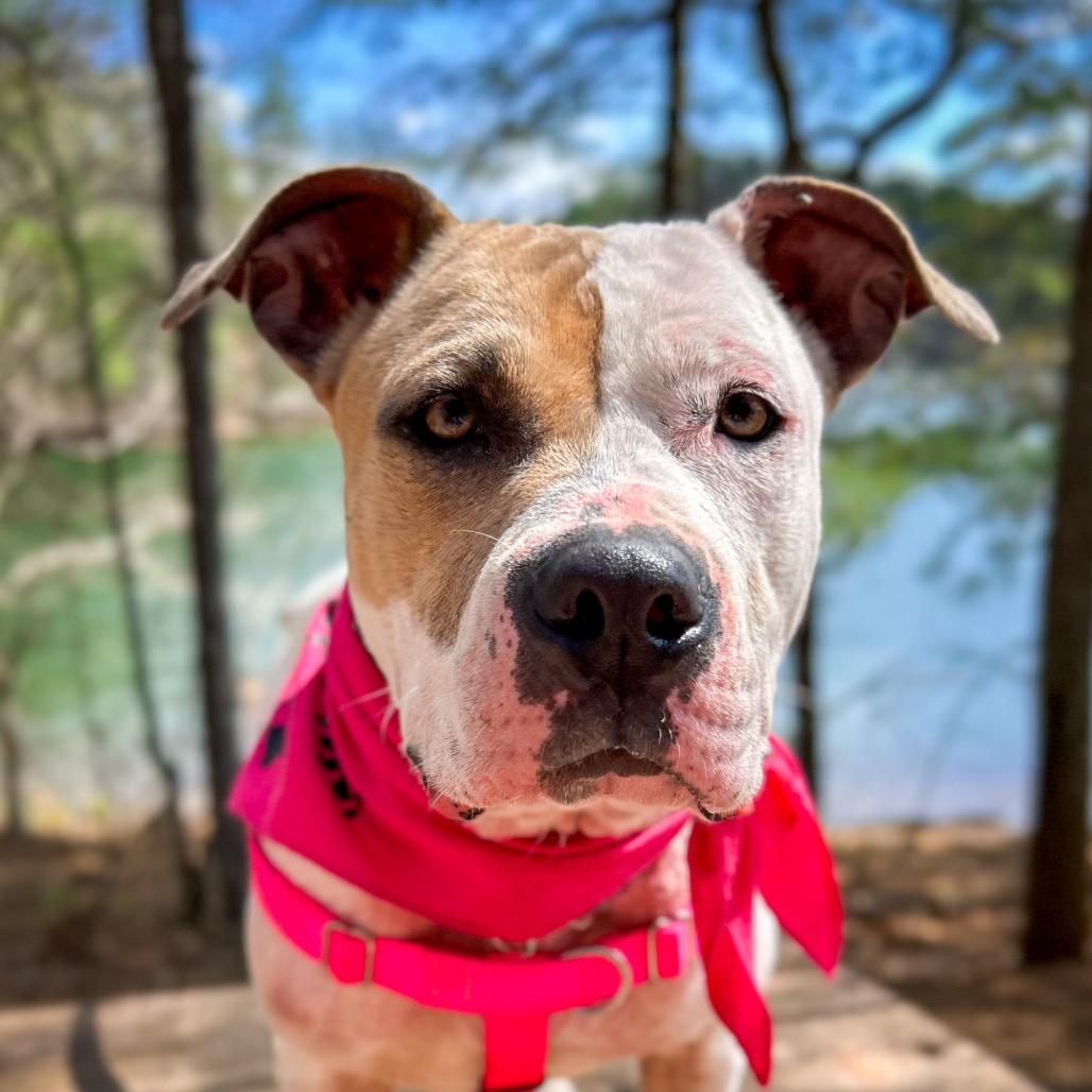Enlarge Shimmer, a Adoptable Mixed Breed in Rocky Mount, VA image 5/6