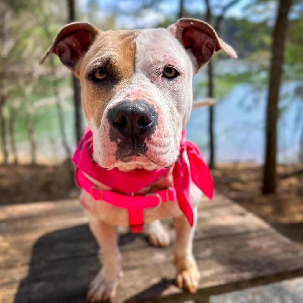 Shimmer, a Adoptable Mixed Breed in Rocky Mount, VA image 6/6