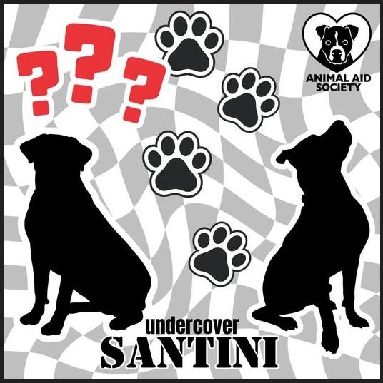 Santini, Adoptable, Adult Male Labrador Retriever & Rhodesian Ridgeback.