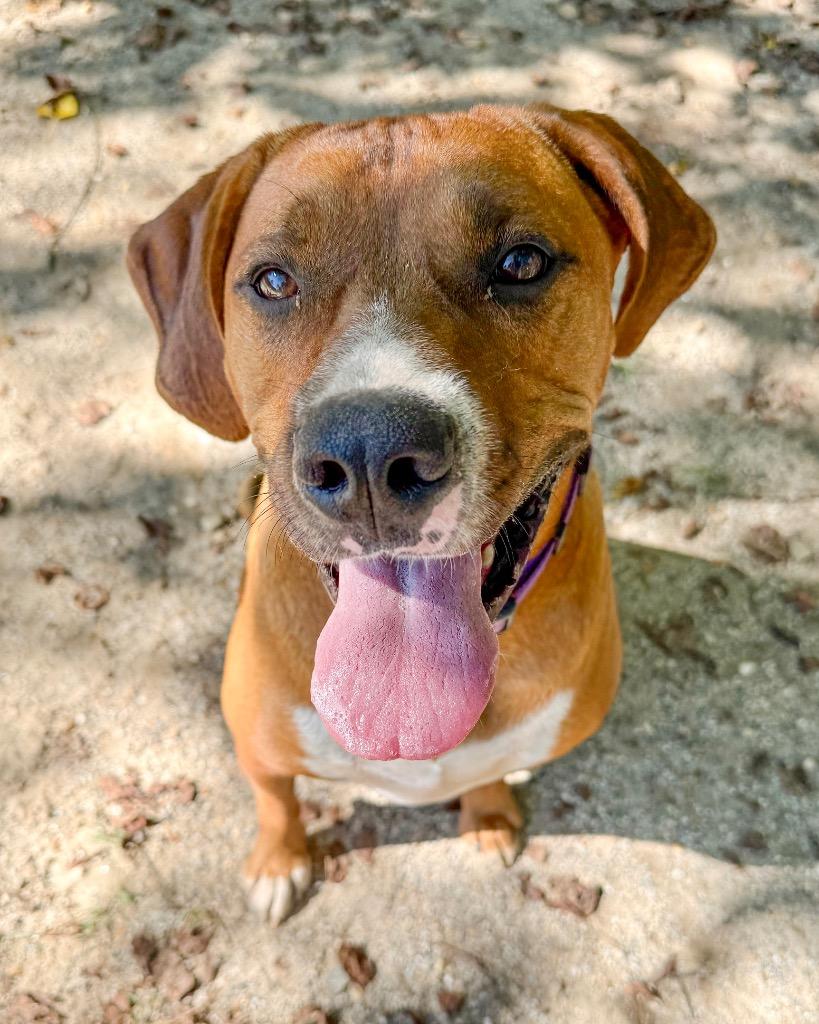 Enlarge Santini, a Adoptable mixed breed in Hampton, VA image 2/2