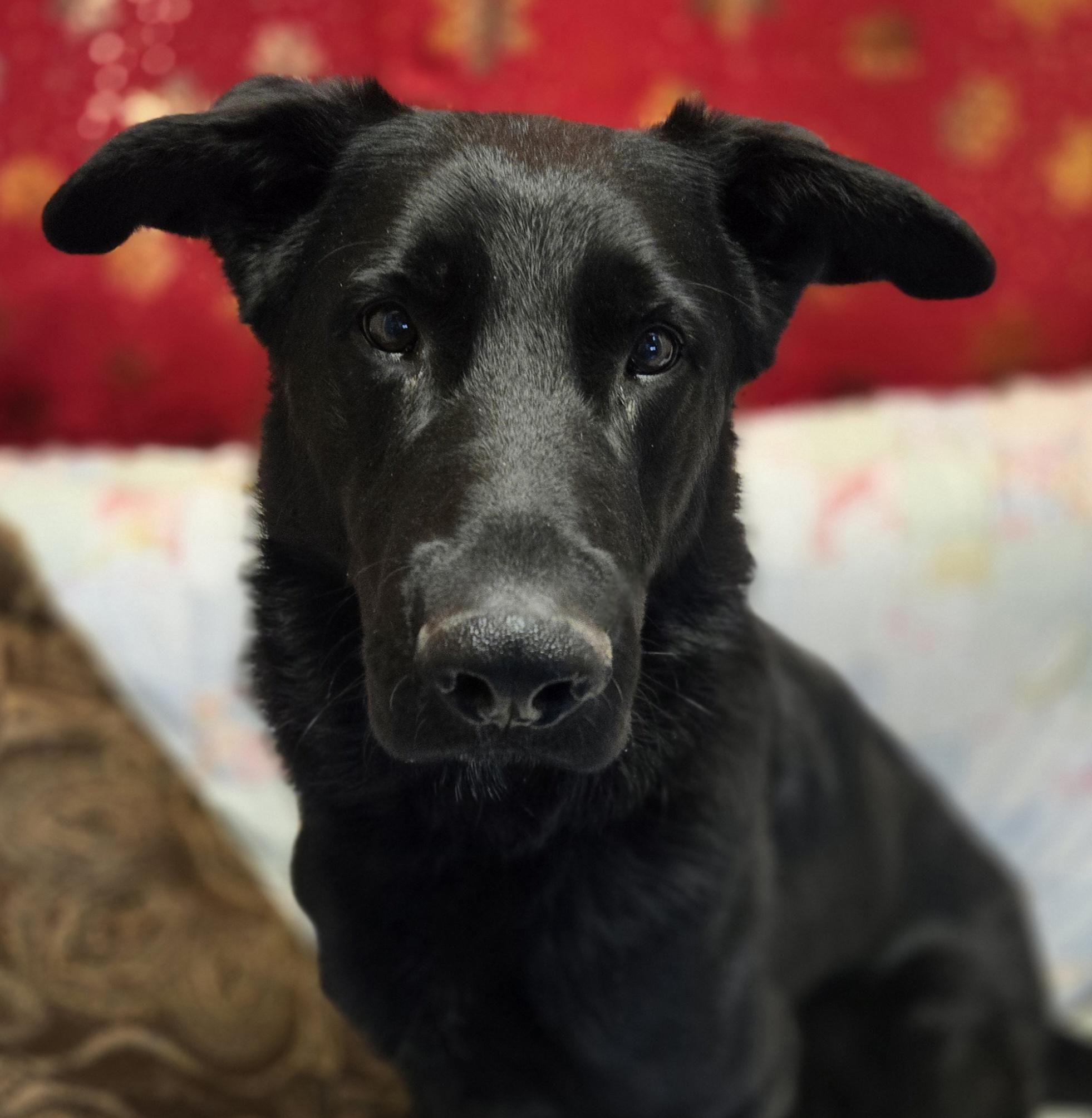 Enlarge Rowan , a ADOPTABLE mixed breed in Normal, IL image 1/6