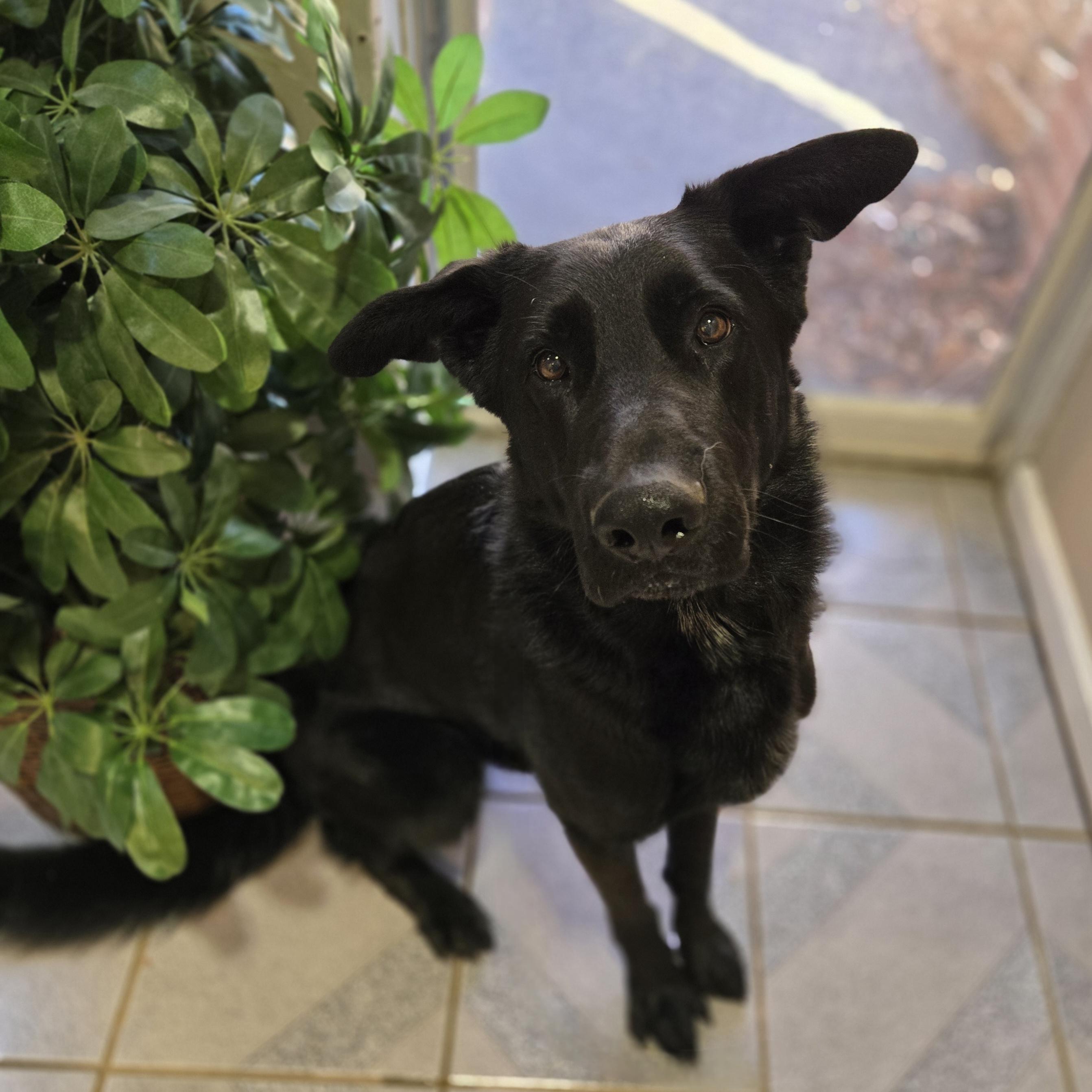 Enlarge Rowan , a ADOPTABLE mixed breed in Normal, IL image 2/6