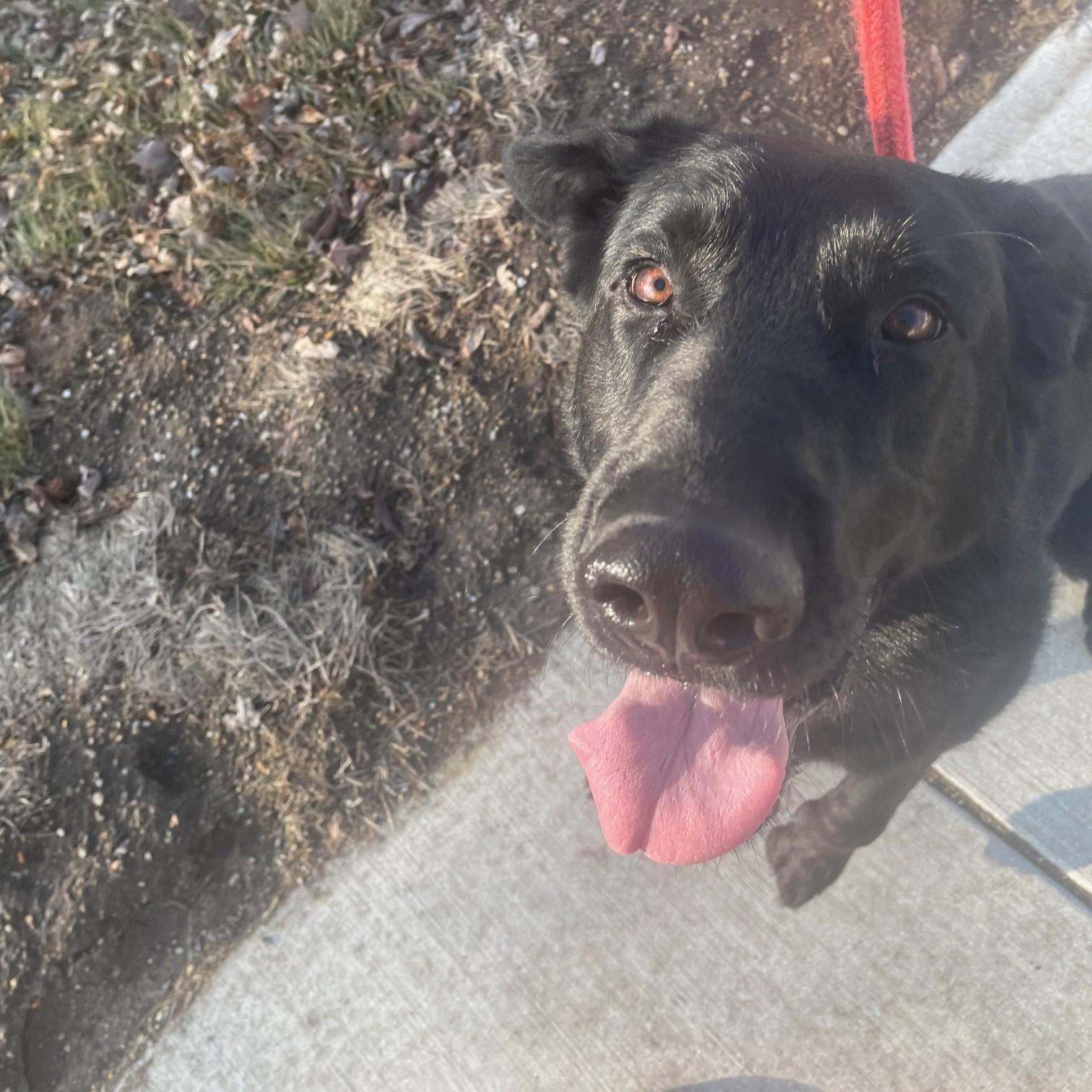 Enlarge Rowan , a ADOPTABLE mixed breed in Normal, IL image 4/6