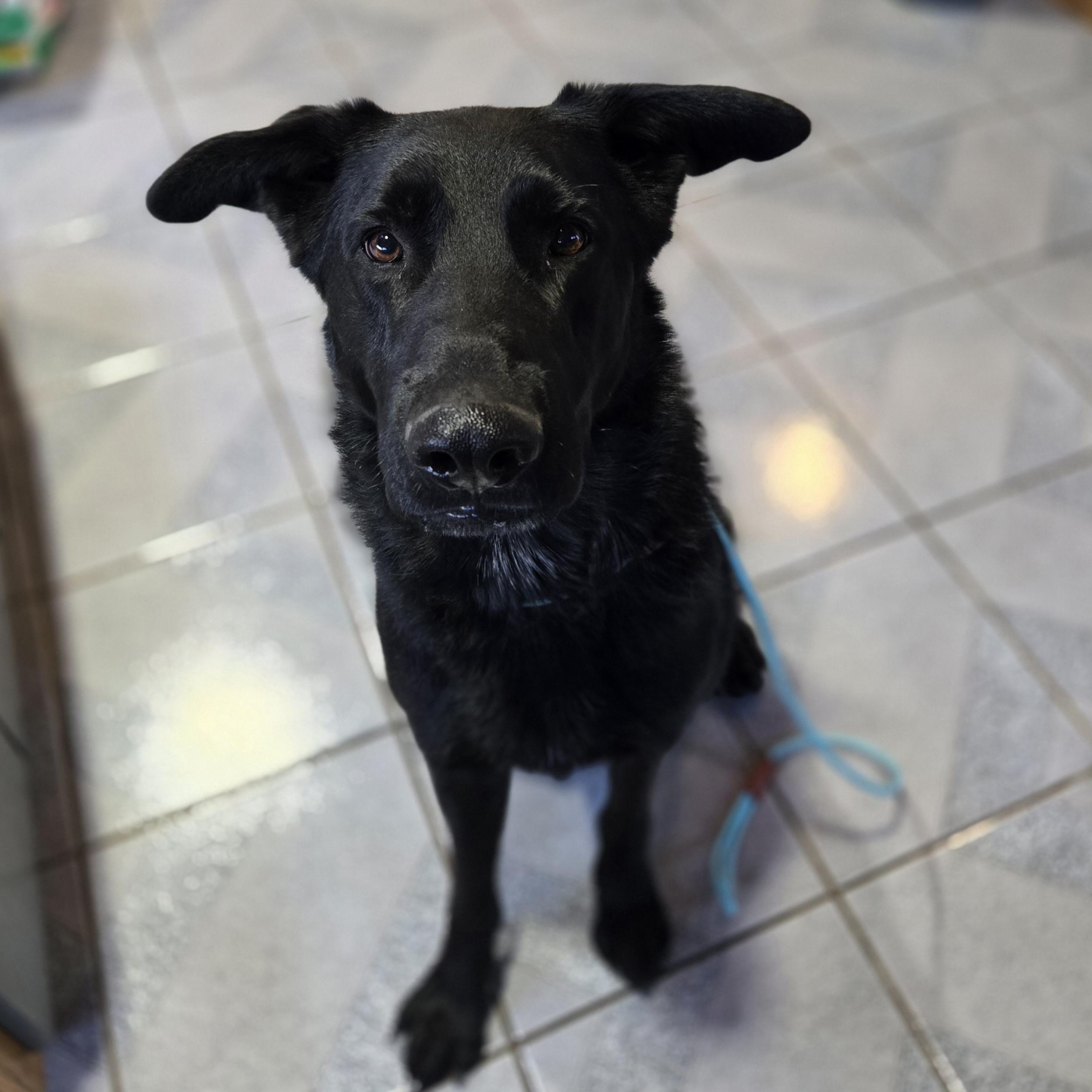 Enlarge Rowan , a ADOPTABLE mixed breed in Normal, IL image 6/6