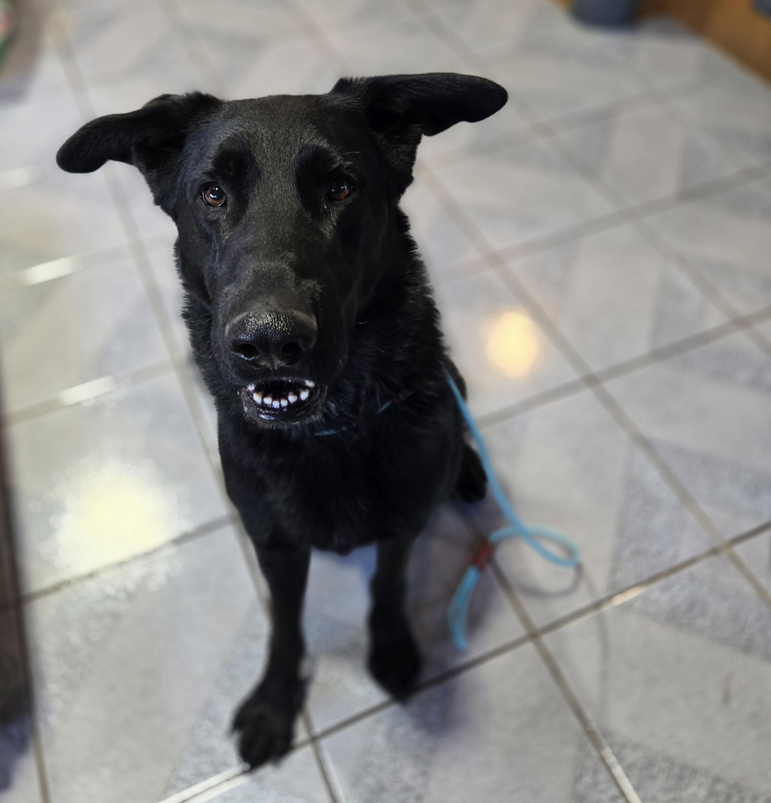 Enlarge Rowan , a ADOPTABLE mixed breed in Normal, IL image 3/6