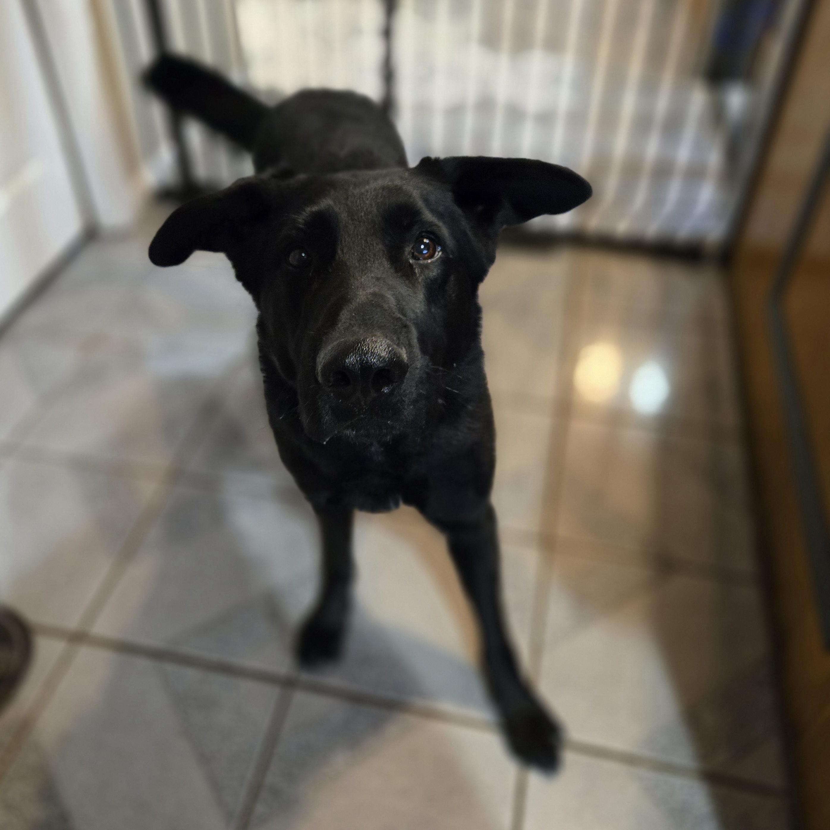 Enlarge Rowan , a ADOPTABLE mixed breed in Normal, IL image 5/6