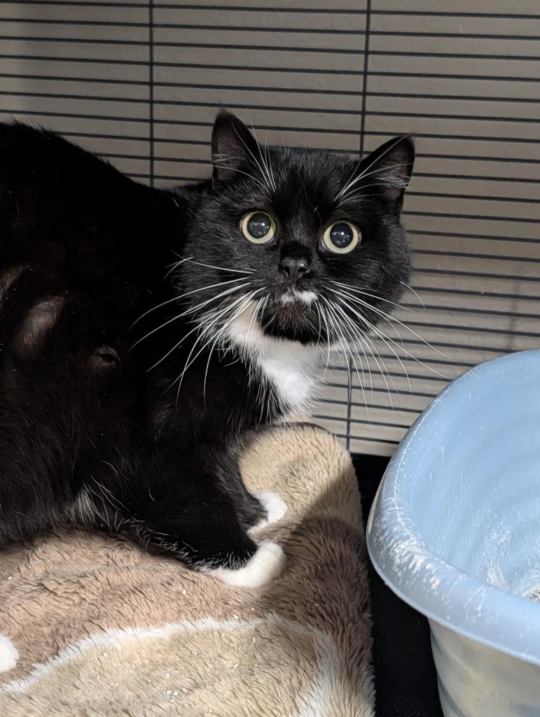 Enlarge Carmilla, a Adoptable mixed breed in Shelton, WA image 2/2