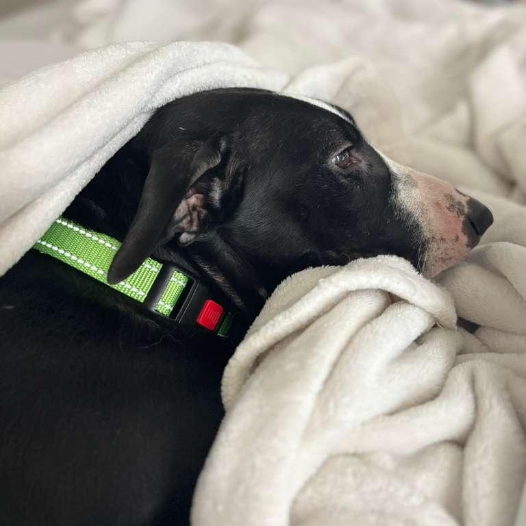 Enlarge Feye, a Adoptable mixed breed in Victor, NY image 4/6