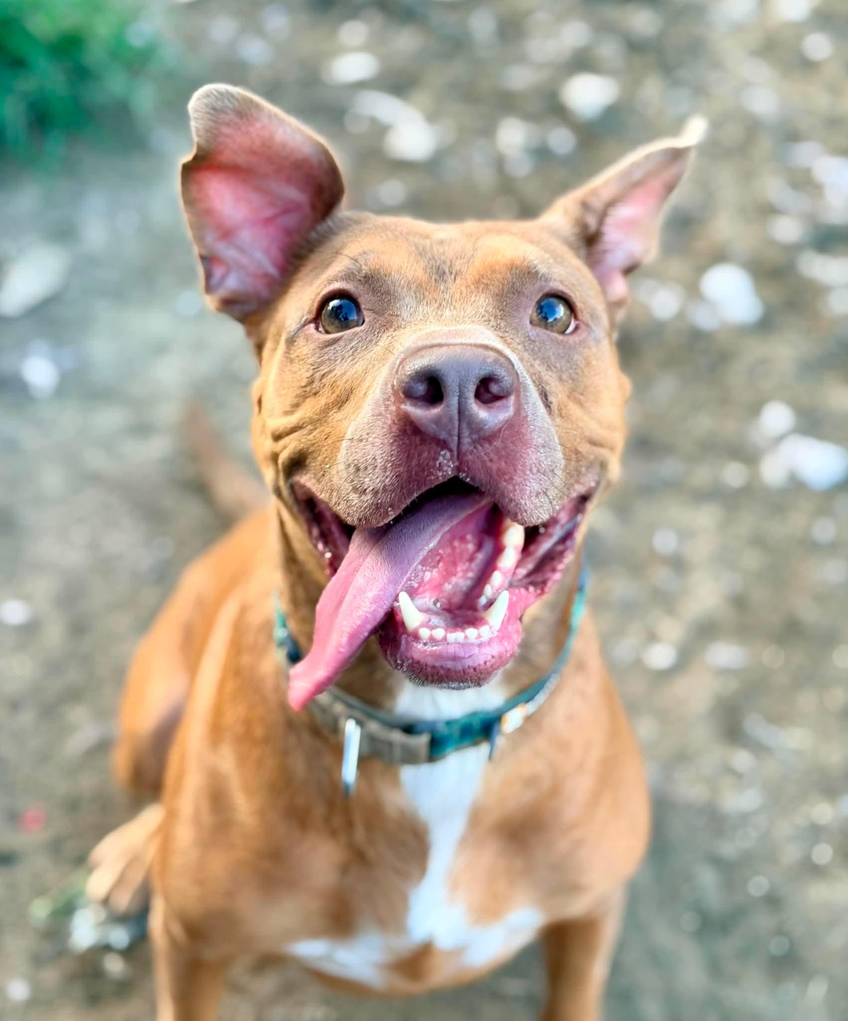 Gustav, Adoptable, Young Male Pit Bull Terrier.
