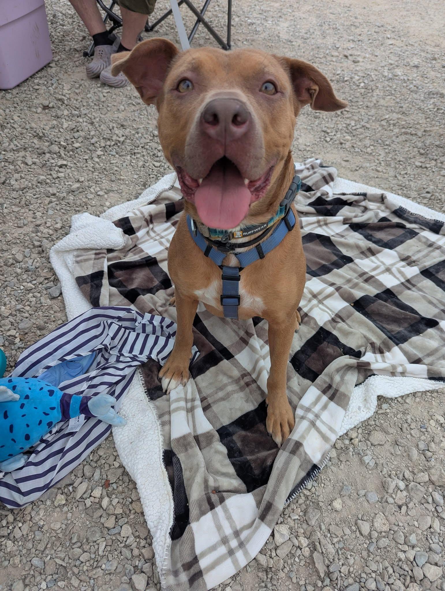 Enlarge Gustav, a Adoptable mixed breed in INDIANAPOLIS, IN image 6/6