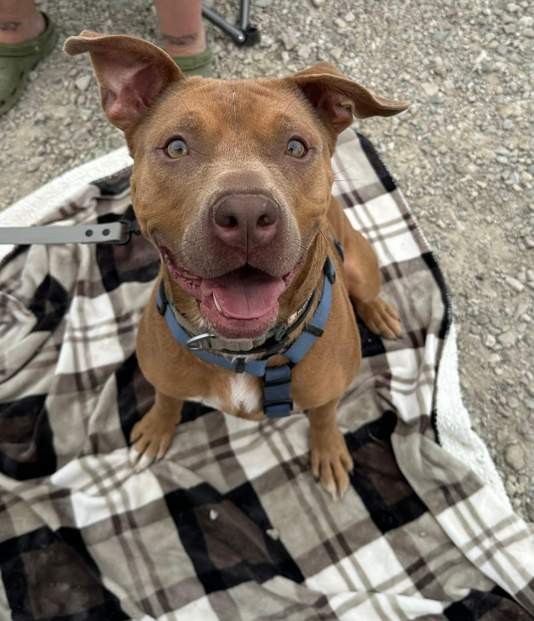 Gustav, Adoptable, Young Male Pit Bull Terrier.