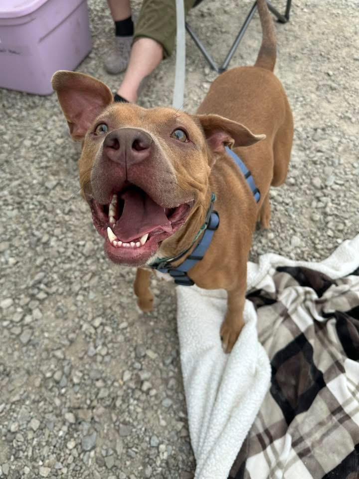 Enlarge Gustav, a Adoptable mixed breed in INDIANAPOLIS, IN image 3/6