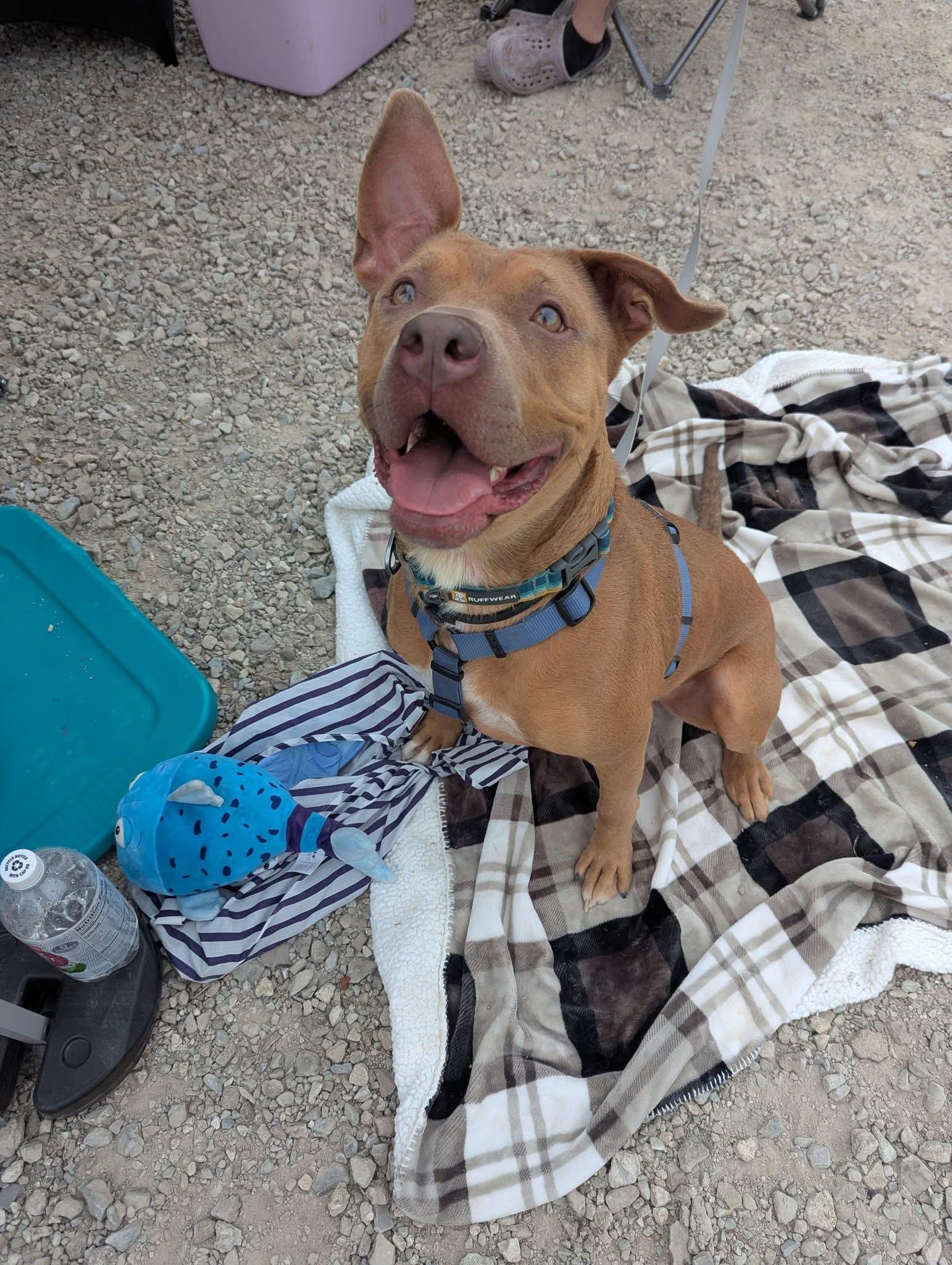 Enlarge Gustav, a Adoptable mixed breed in INDIANAPOLIS, IN image 5/6