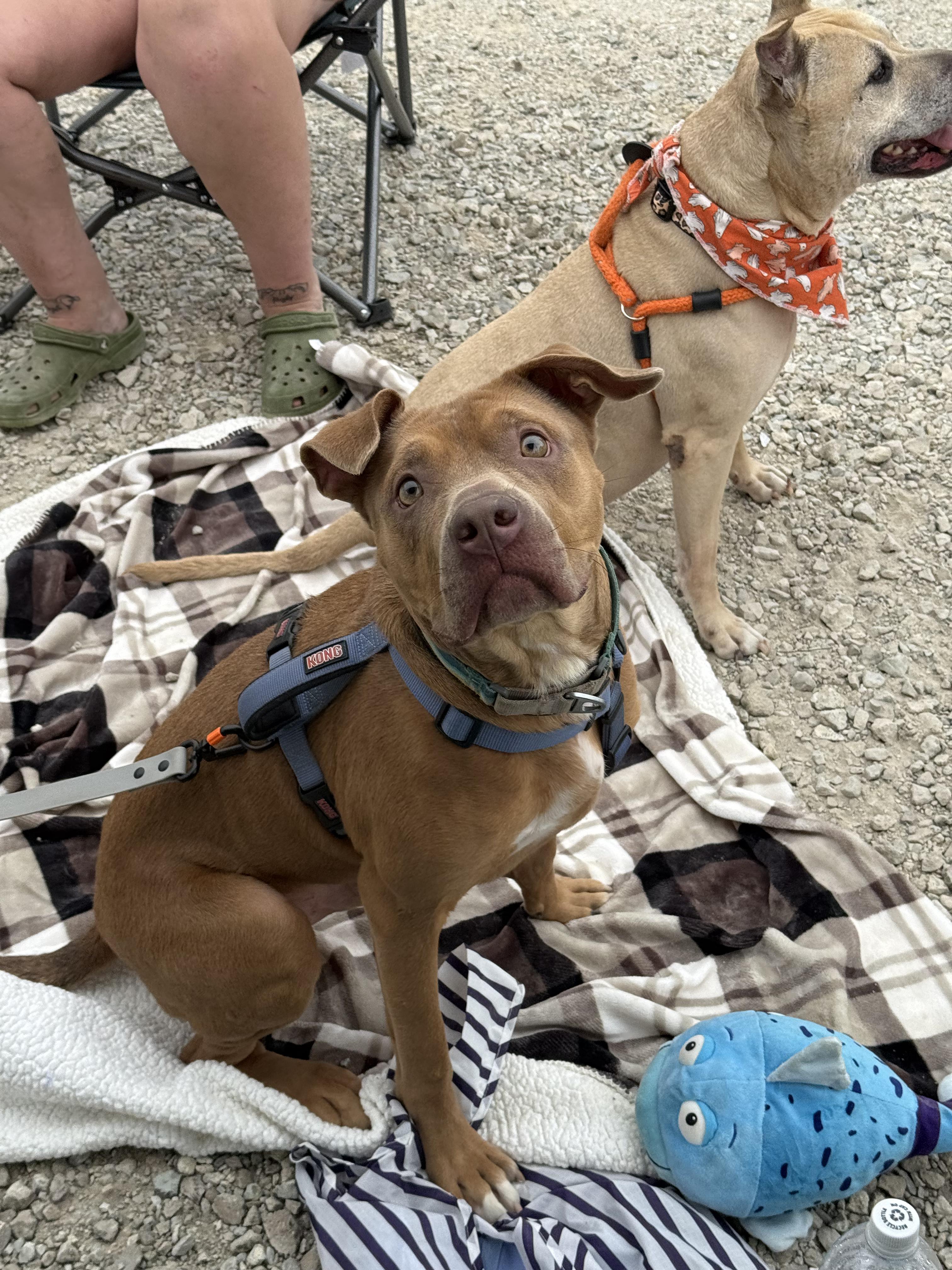 Enlarge Gustav, a Adoptable mixed breed in INDIANAPOLIS, IN image 4/6