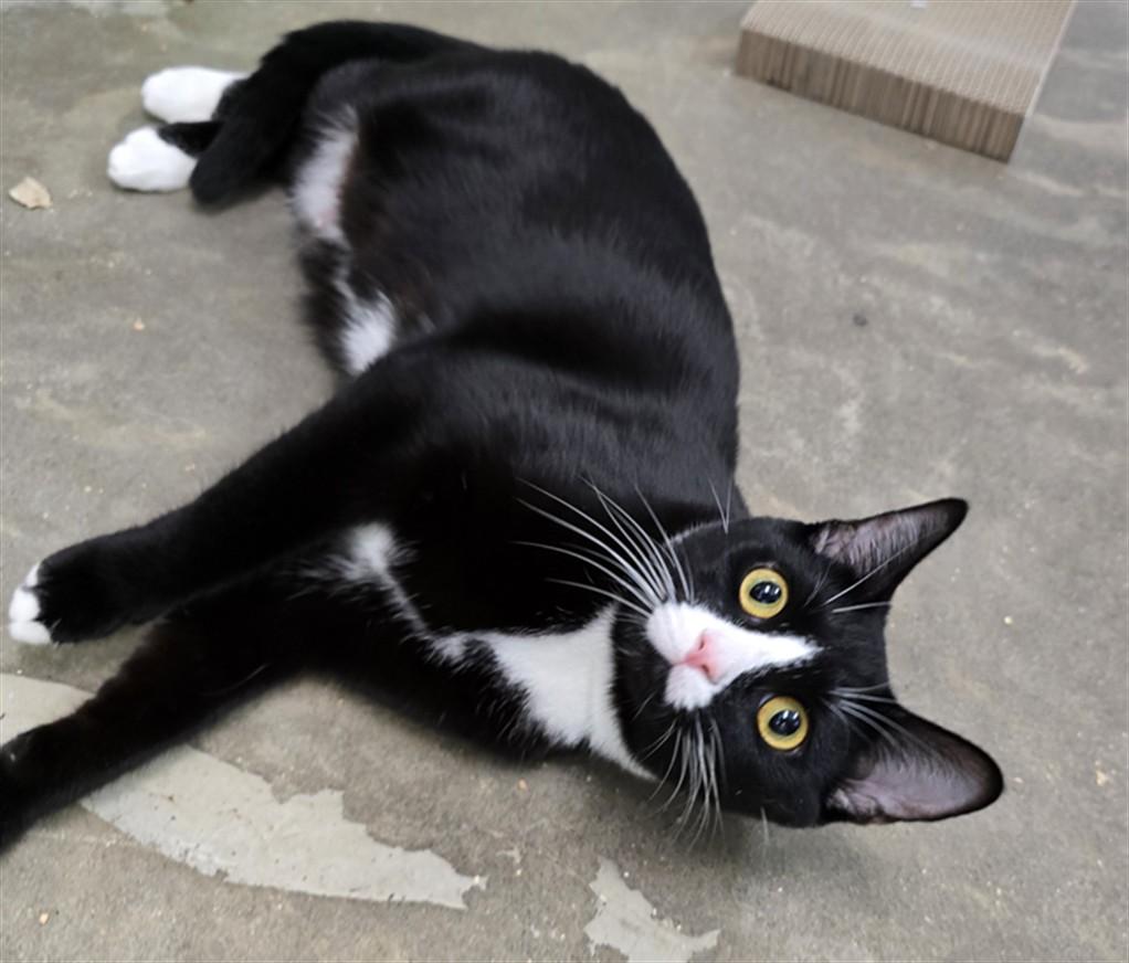 Lucille, an adoptable Domestic Short Hair in Juneau, AK, 99801 | Photo Image 1