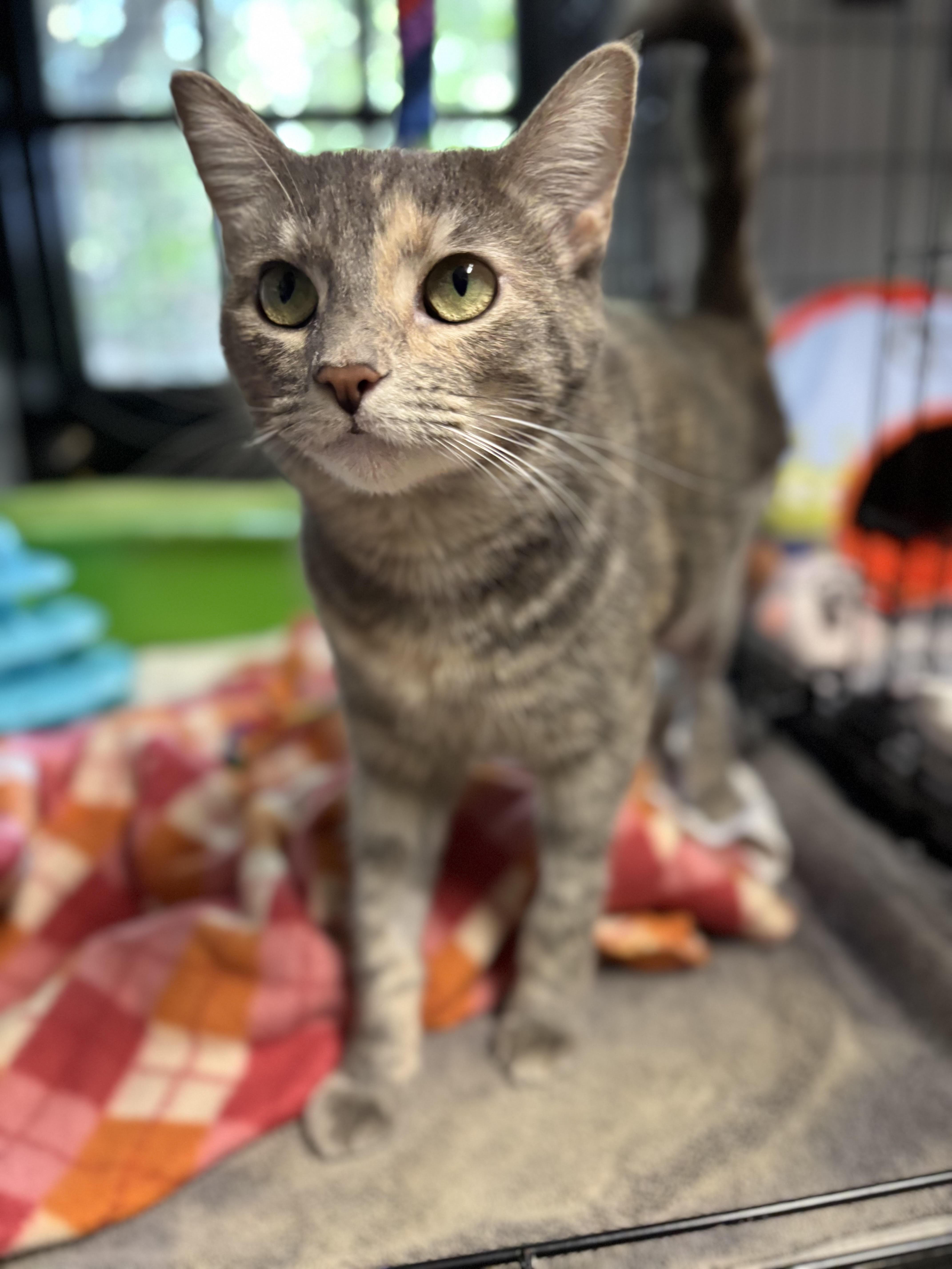 Enlarge Luna, a Adoptable mixed breed in Beverly Hills, CA image 1/1