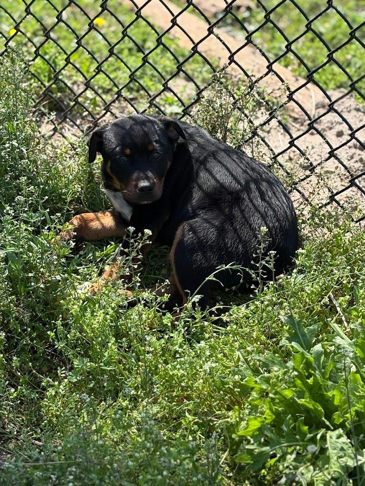 Enlarge Ren, a Adoptable mixed breed in Effingham, SC image 1/2