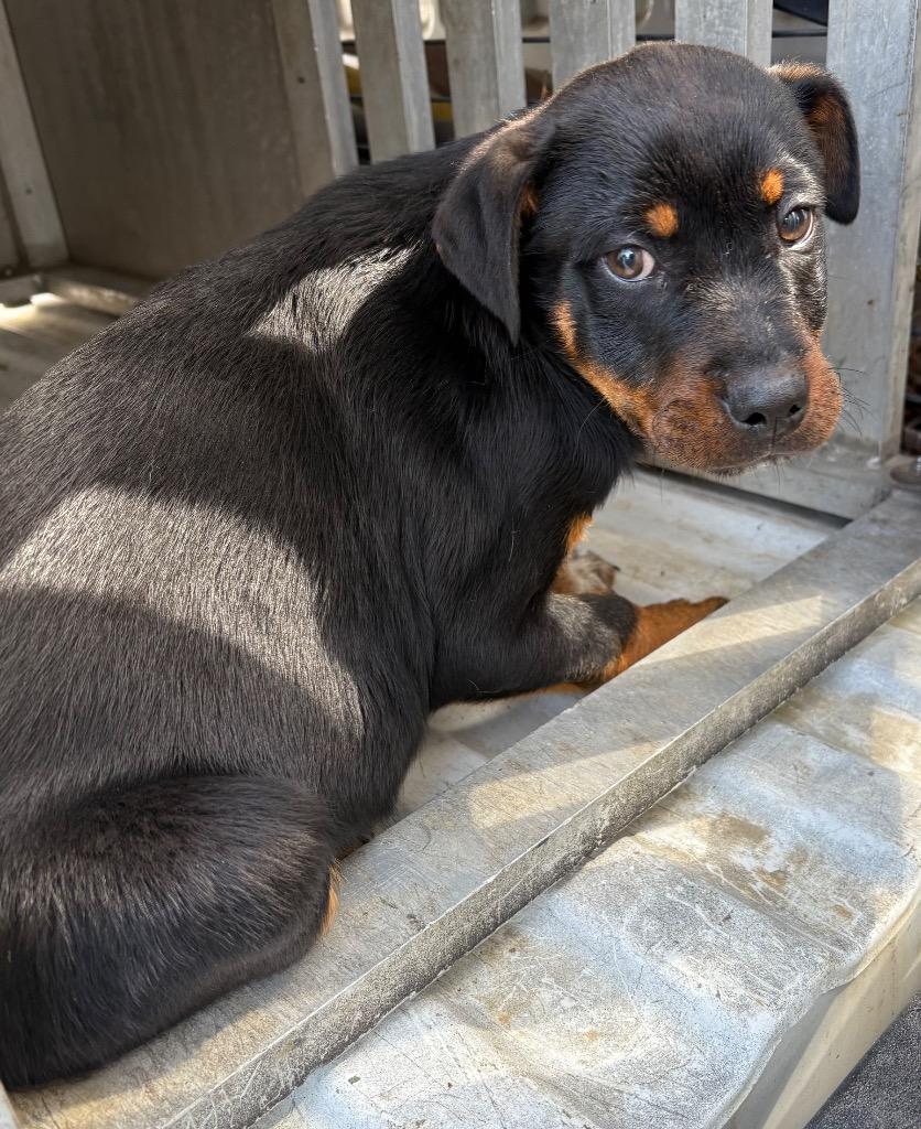 Enlarge Ren, a Adoptable mixed breed in Effingham, SC image 2/2