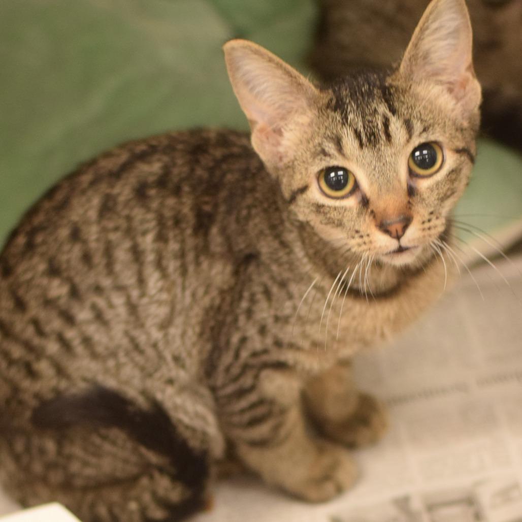 Santana Lopez - Petsmart Belleville, Adoptable, Kitten Female Domestic Short Hair.