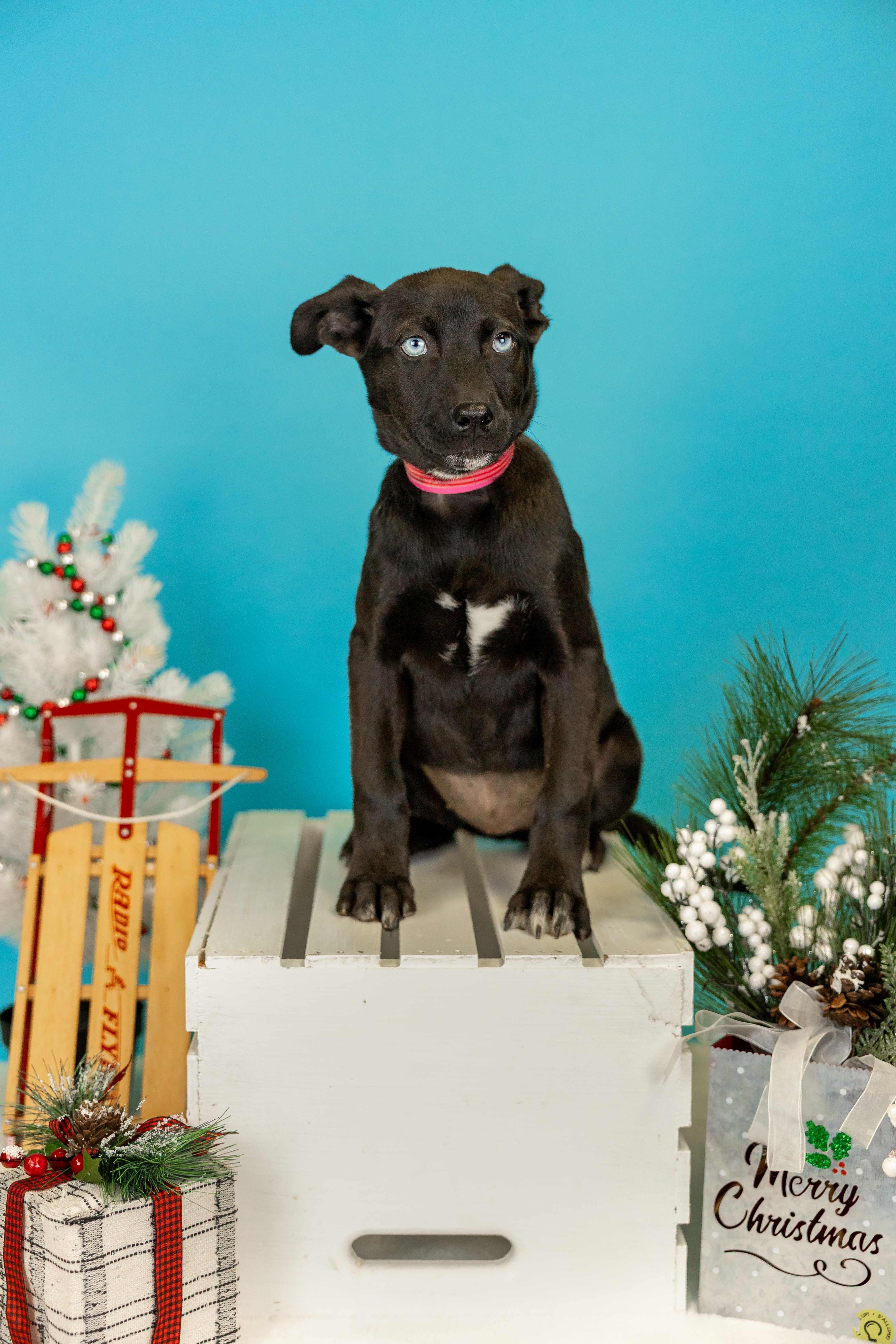 1068-25, ADOPTABLE, Young Female German Shepherd Dog.