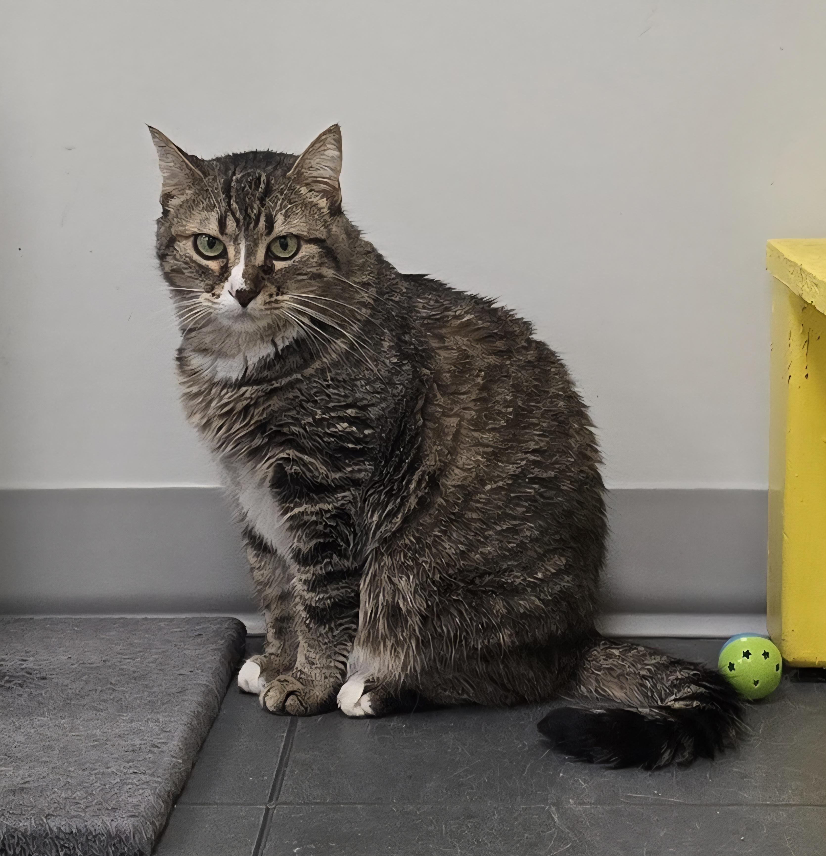 Enlarge Dharma, a Adoptable Domestic Short Hair in Williamsport, PA image 2/3