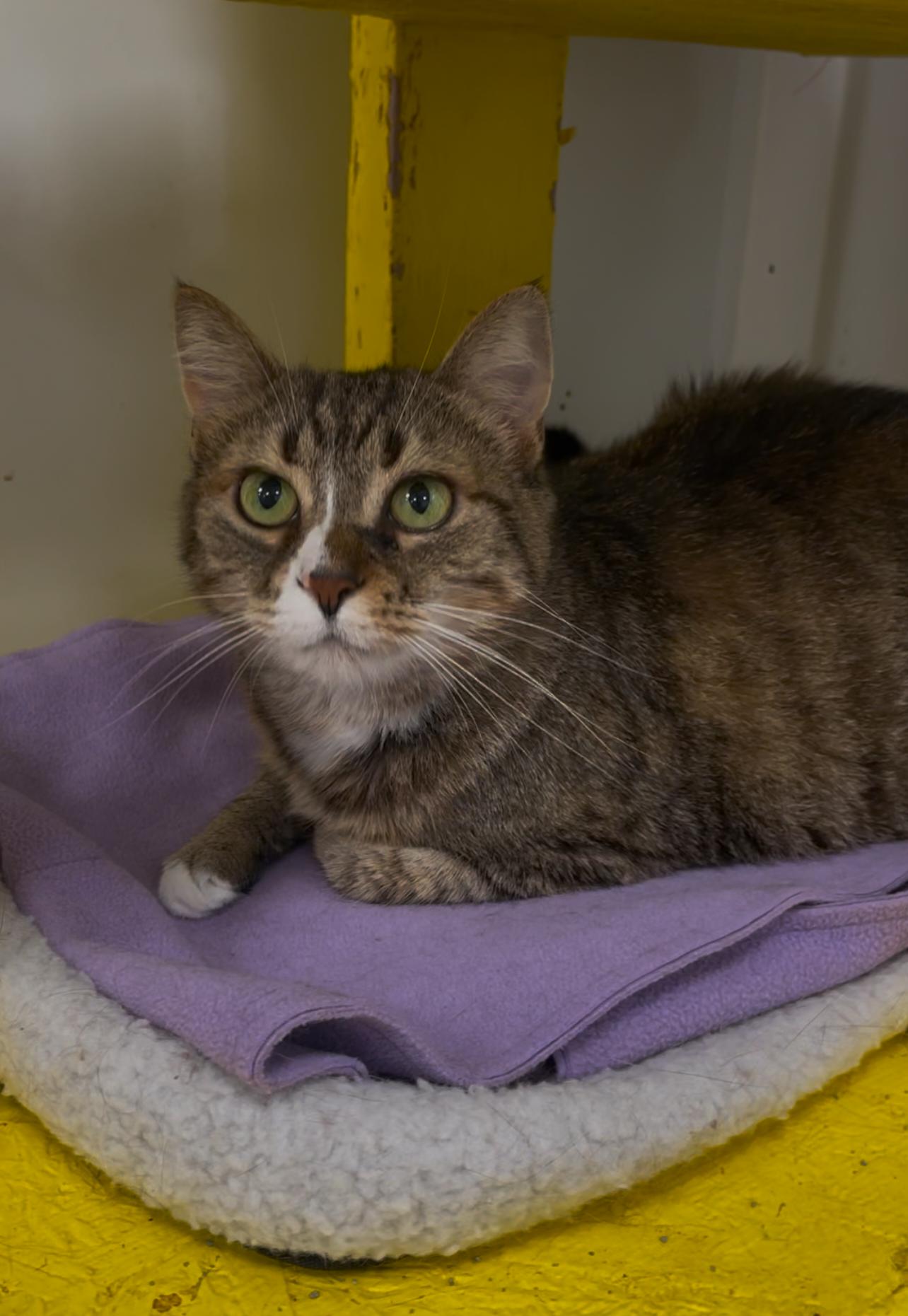 Enlarge Dharma, a Adoptable Domestic Short Hair in Williamsport, PA image 3/3