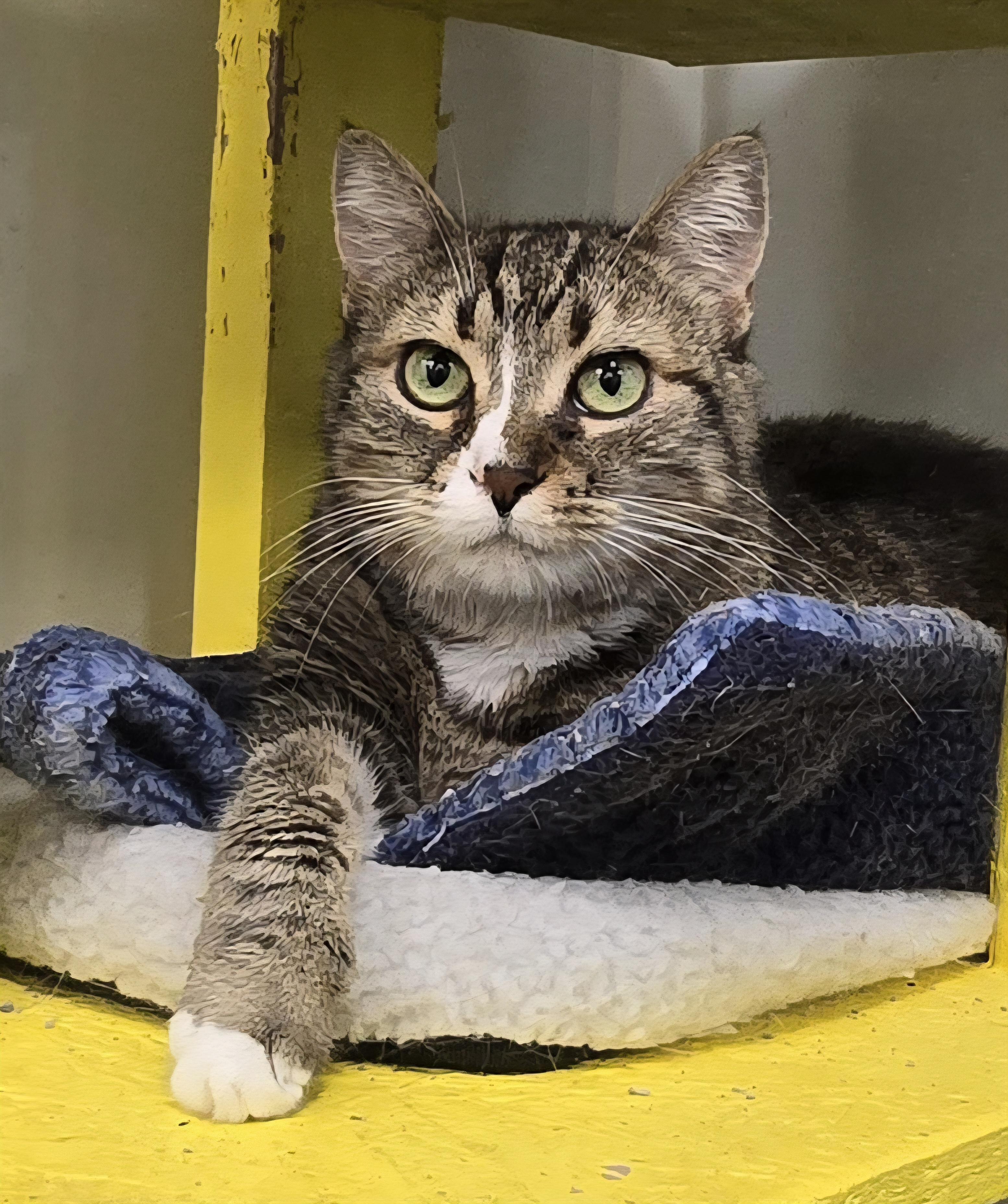 Enlarge Dharma, a Adoptable Domestic Short Hair in Williamsport, PA image 1/3