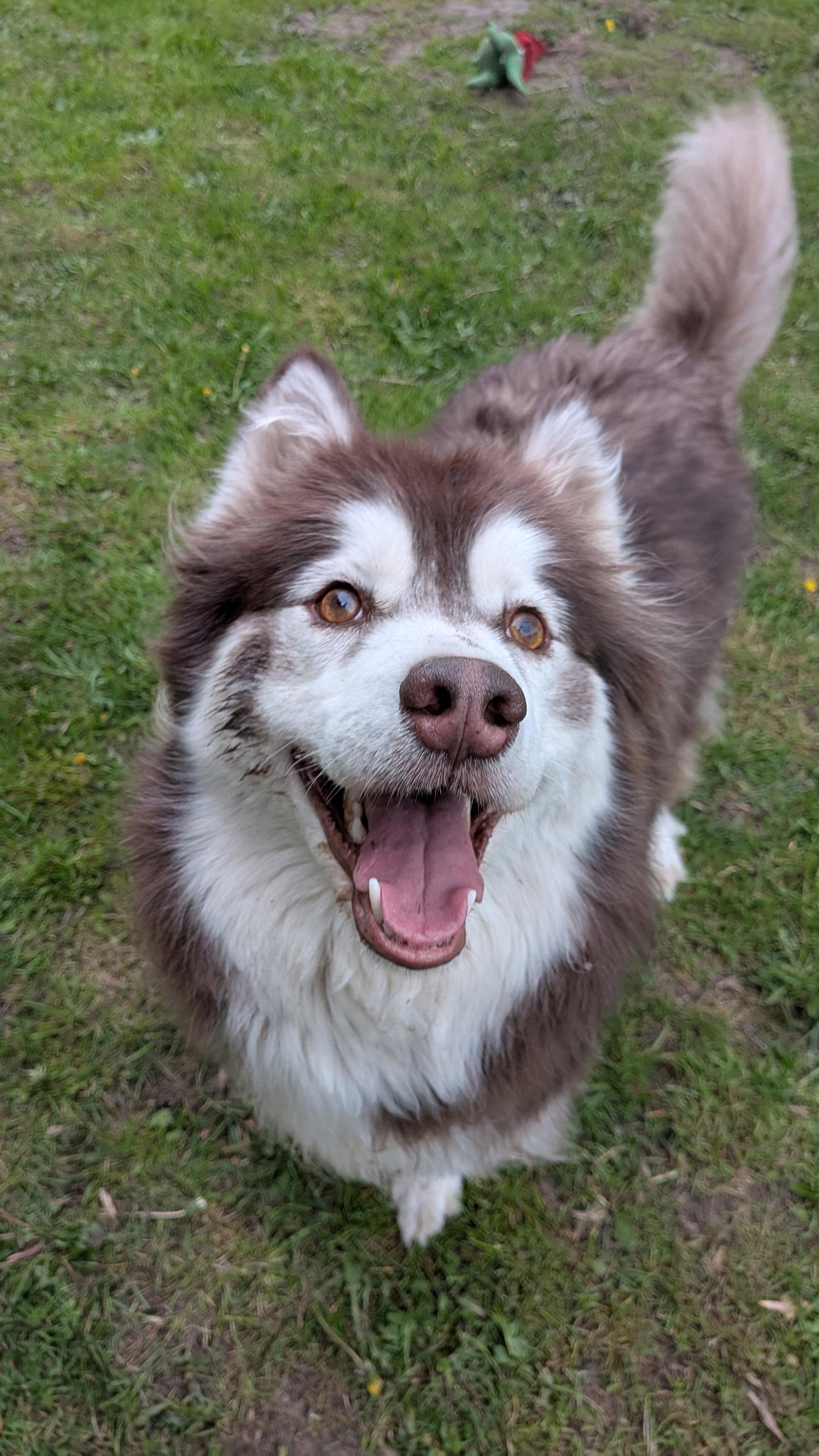 Enlarge SHASTA, a Adoptable Alaskan Malamute in Seattle, WA image 1/3