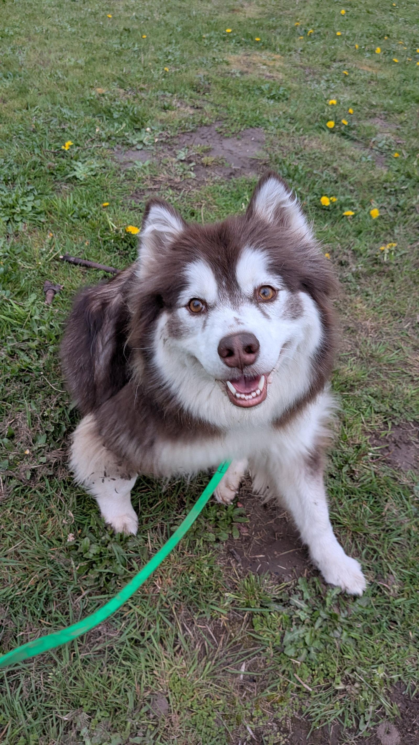 Enlarge SHASTA, a Adoptable Alaskan Malamute in Seattle, WA image 2/3