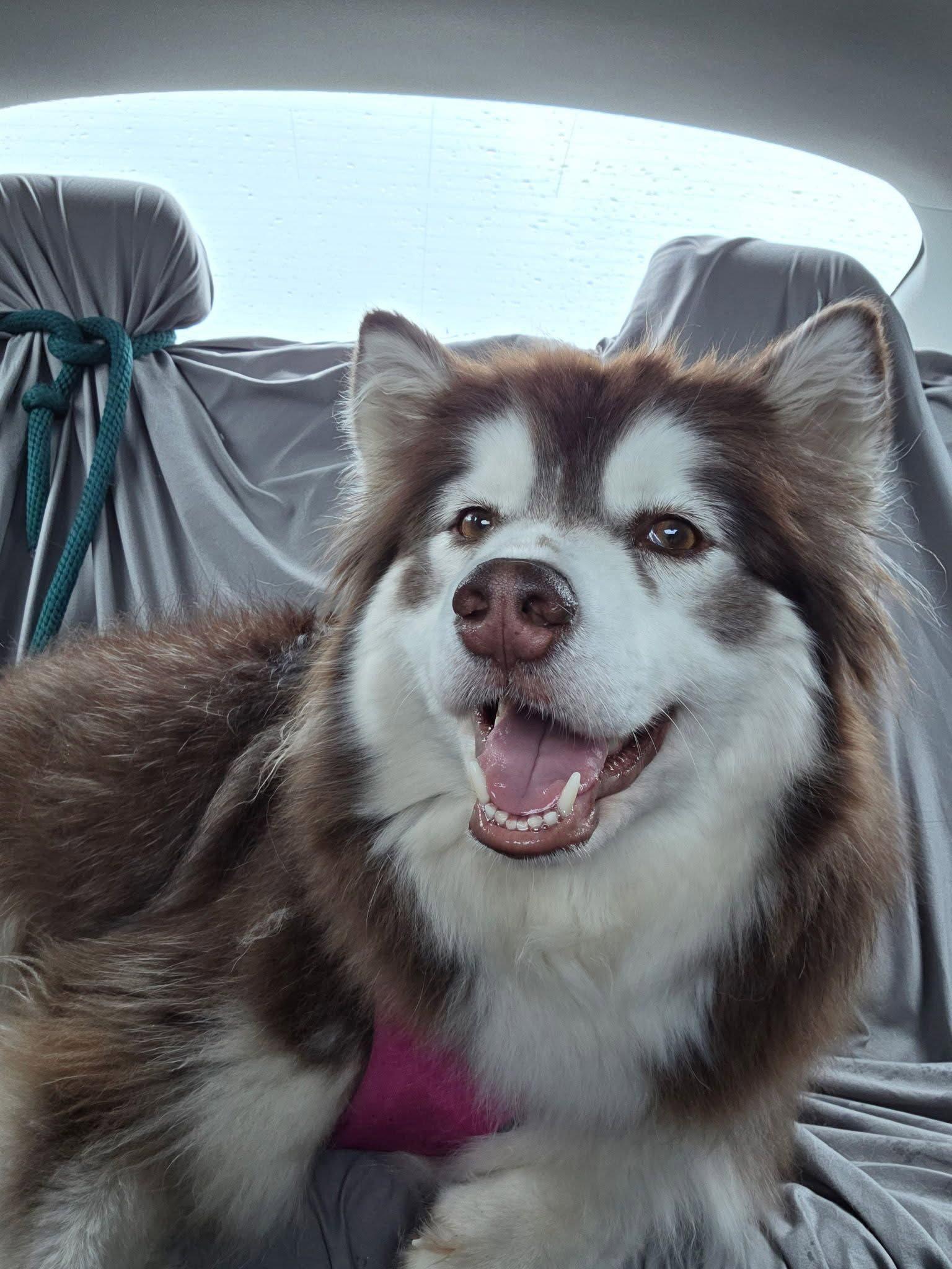 Enlarge SHASTA, a Adoptable Alaskan Malamute in Seattle, WA image 3/3