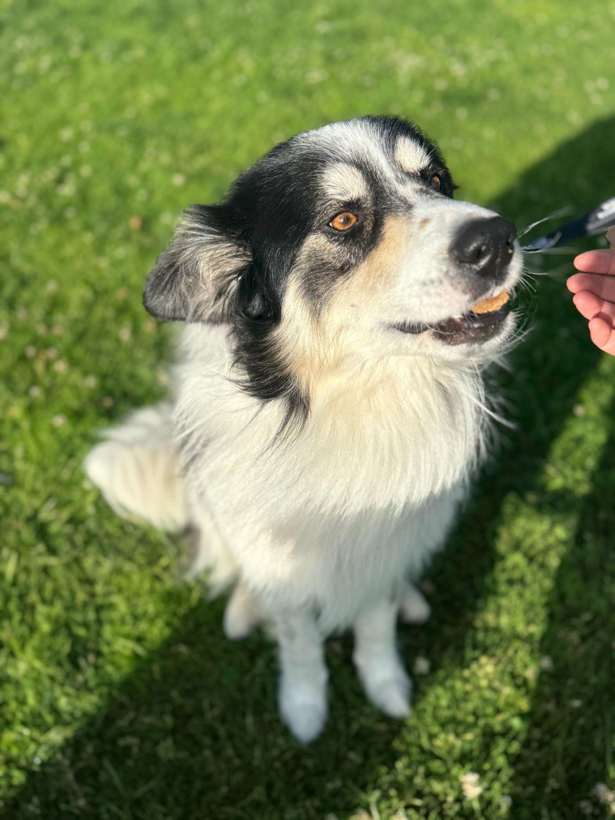 Benji, a ADOPTABLE Border Collie in Los Angeles, CA image 2/6